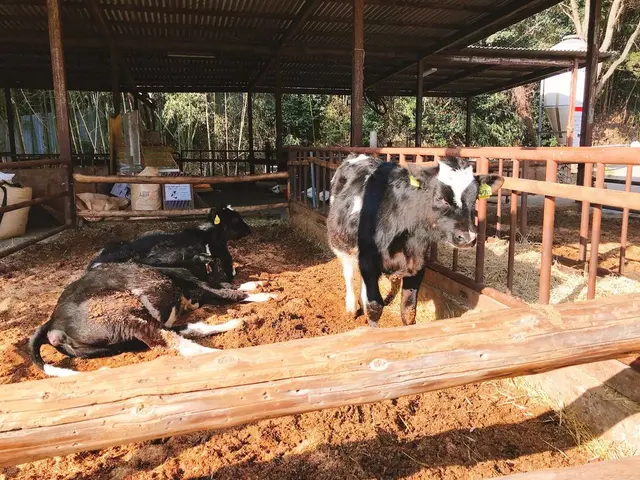 （有）安富牧場