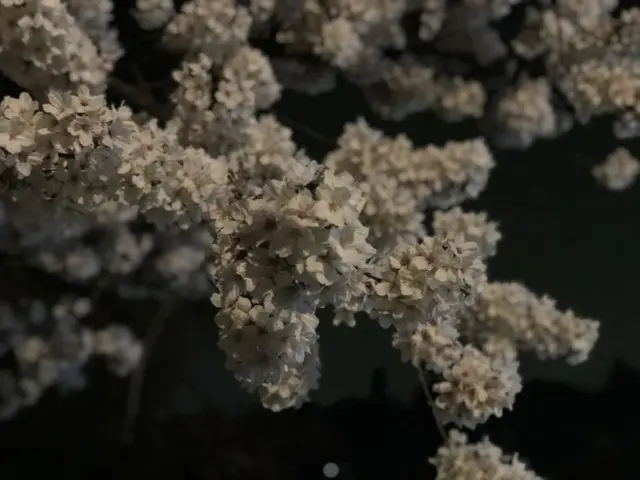 井の頭恩賜公園