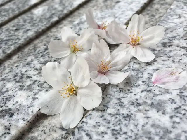 飯田橋サクラテラス