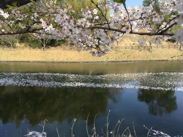 福岡堰さくら公園
