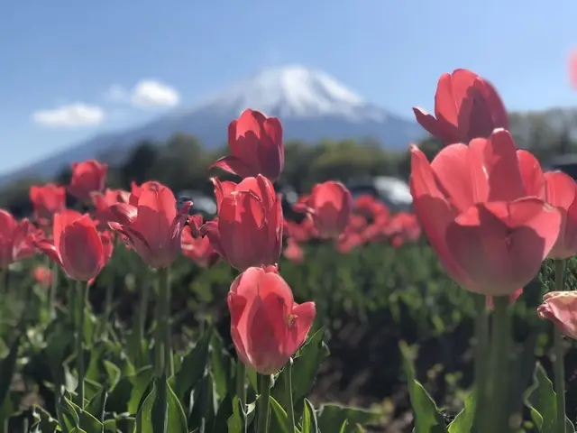 山中湖花の都公園