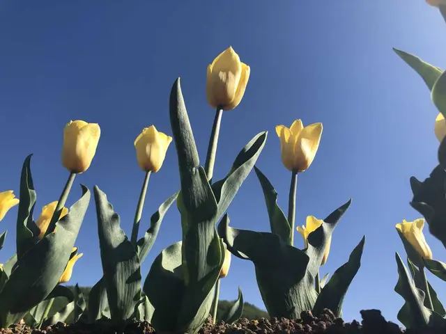 山中湖花の都公園