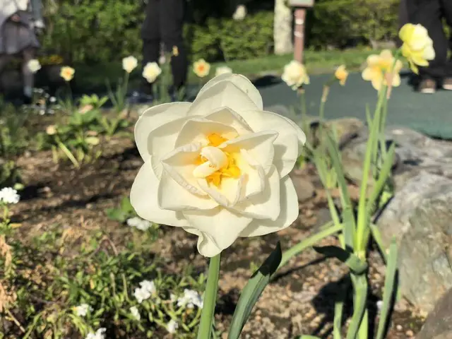 山中湖花の都公園