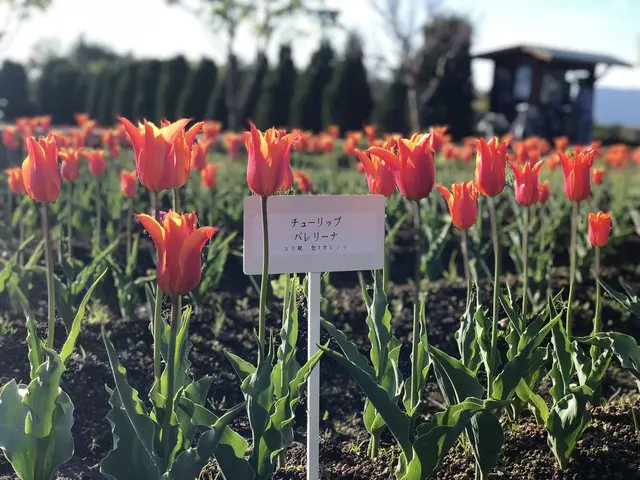 山中湖花の都公園