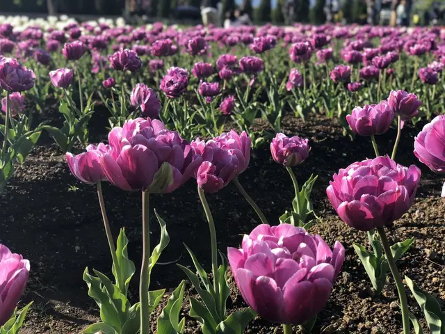 山中湖花の都公園