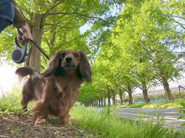 メタセコイア並木