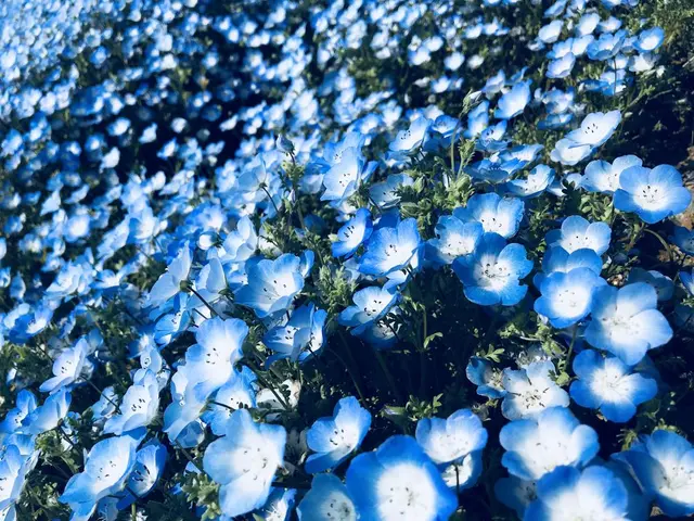 国営ひたち海浜公園