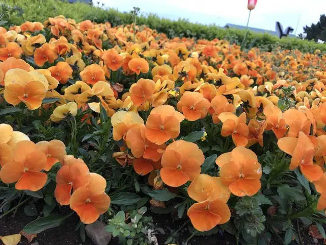 国営ひたち海浜公園