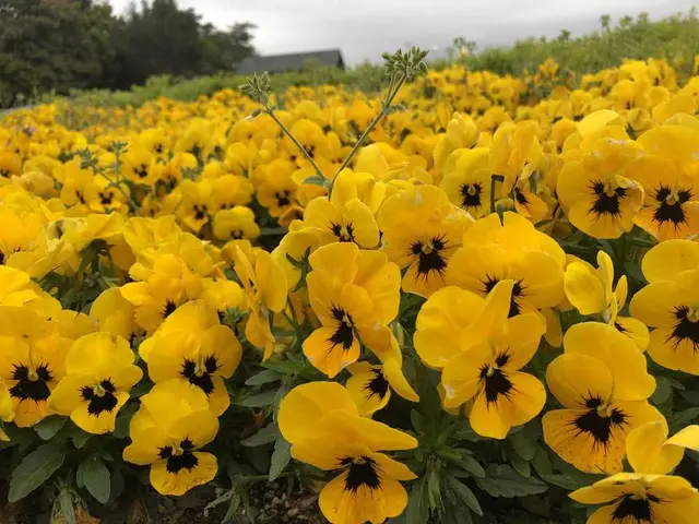 国営ひたち海浜公園