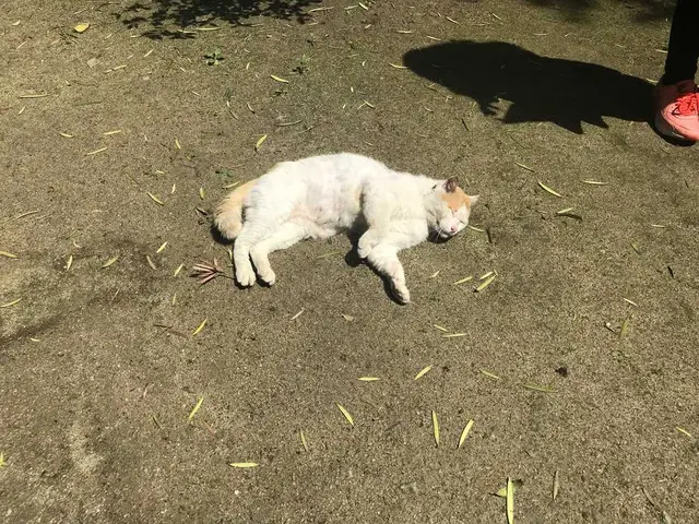 木の葉モール橋本