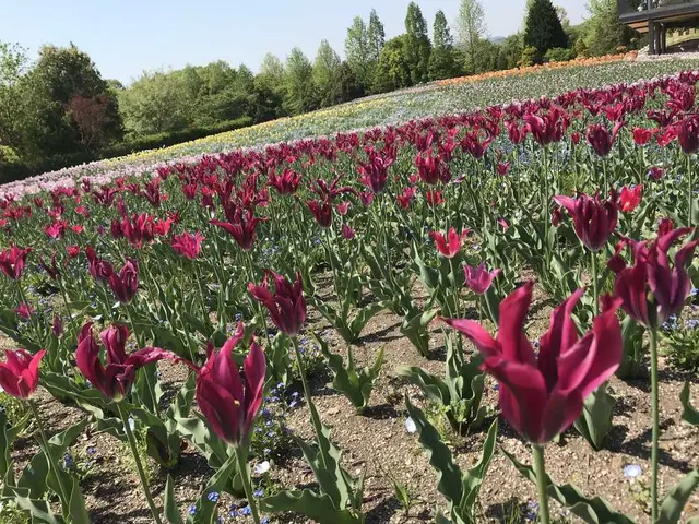 国営備北丘陵公園