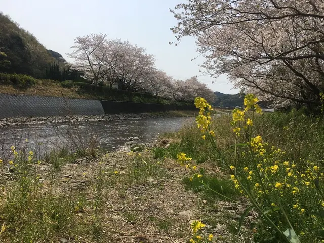 田んぼをつかった花畑