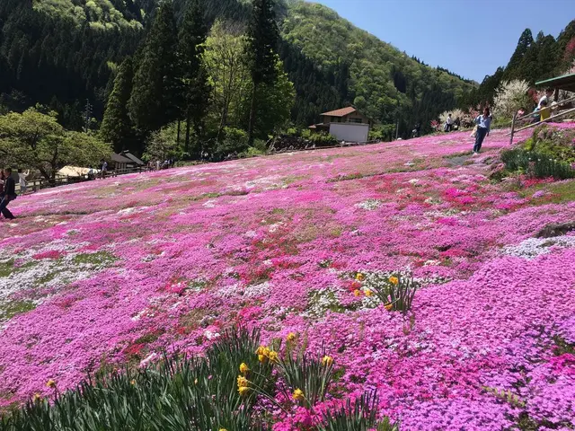 國田家の芝桜