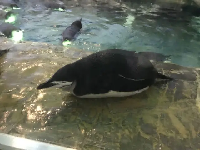 アドベンチャーワールド