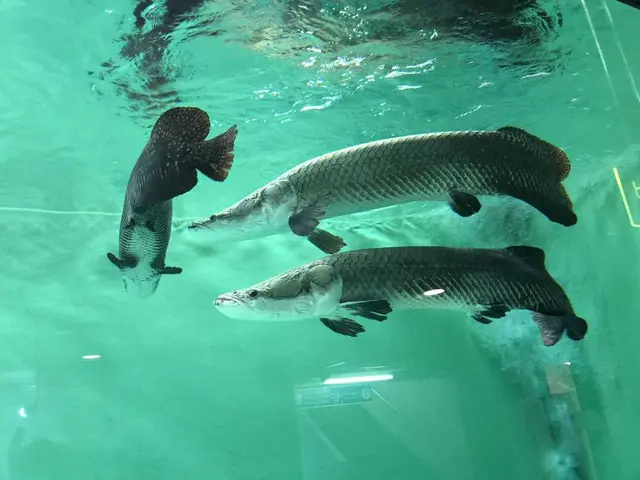 魚津水族博物館