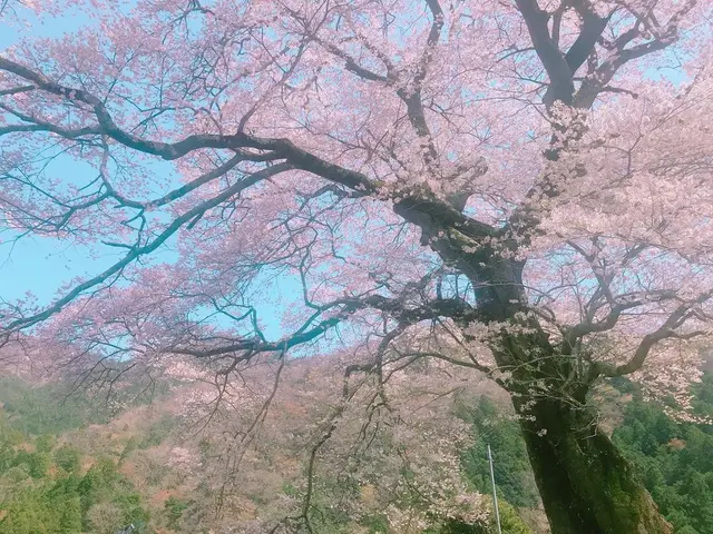 牛代の水目桜