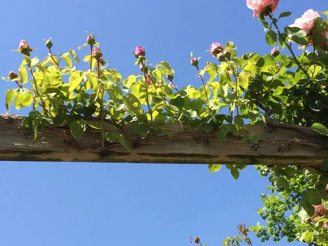 河津バガテル公園