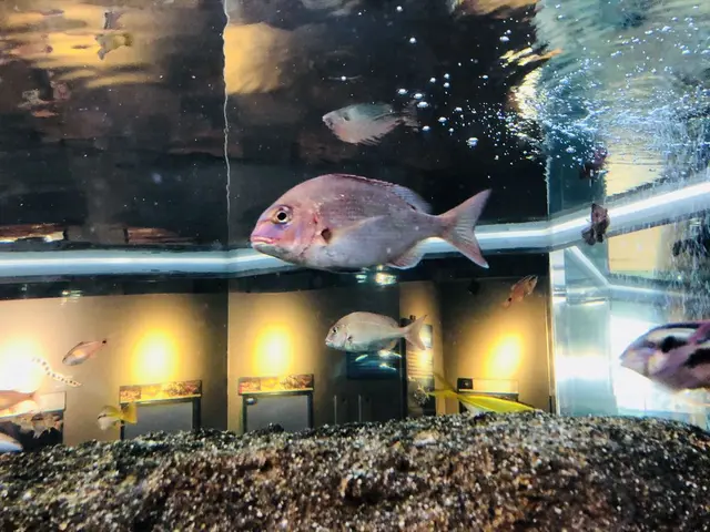 島根県立宍道湖自然館 ゴビウス