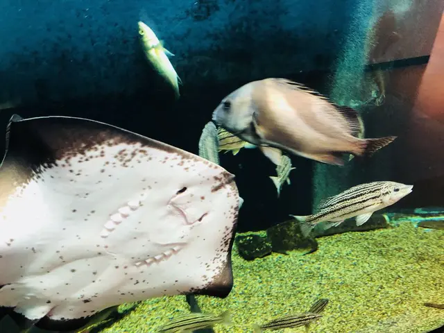島根県立宍道湖自然館 ゴビウス