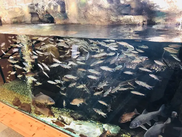 島根県立宍道湖自然館 ゴビウス