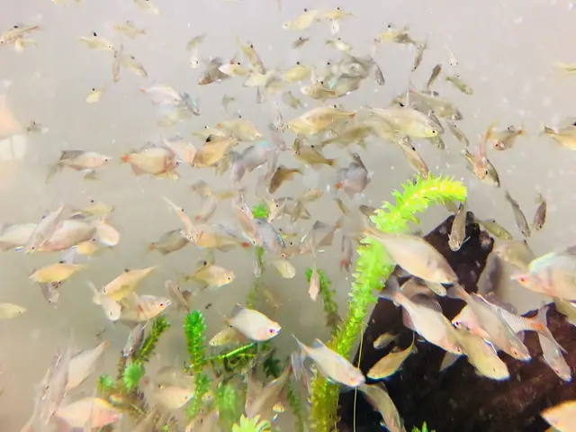 島根県立宍道湖自然館 ゴビウス