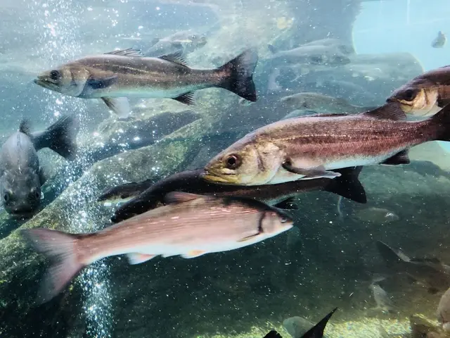 島根県立宍道湖自然館 ゴビウス