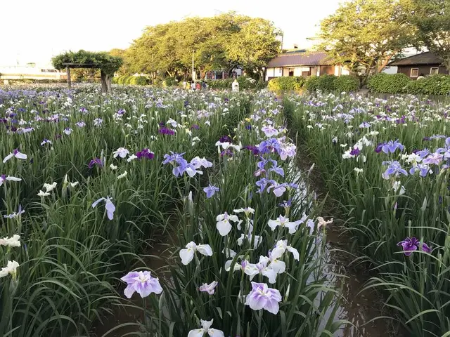 水郷潮来あやめ園