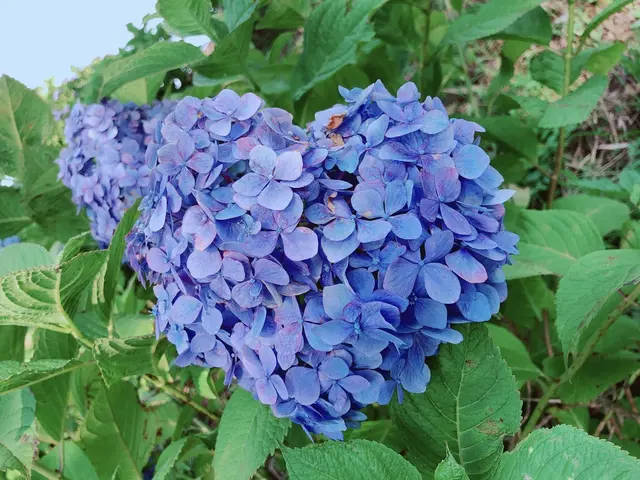 下仁田あじさい園