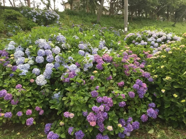 あじさい公園