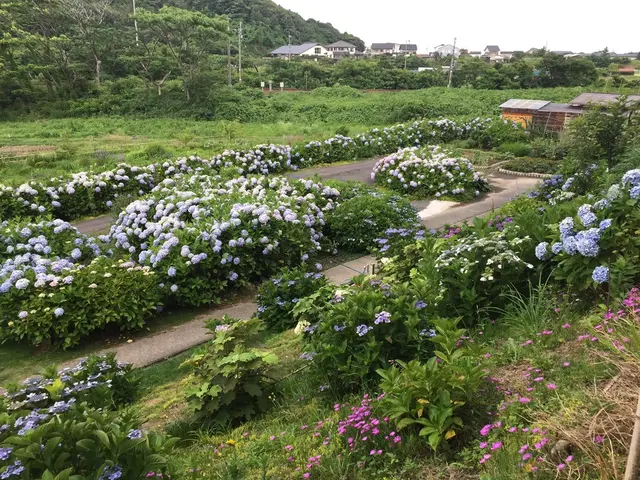 あじさい公園