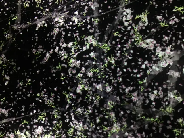 【閉業】森ビルデジタルアートミュージアム：エプソン チームラボボーダレス（MORI Building Digital Art Museum: EPSON teamLab Borderless）