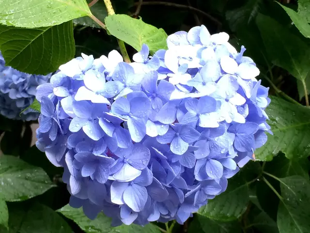 明月院（あじさい寺）