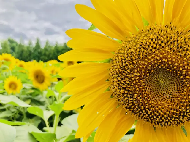 世羅高原農場