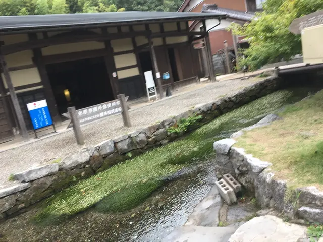 醒井の梅花藻