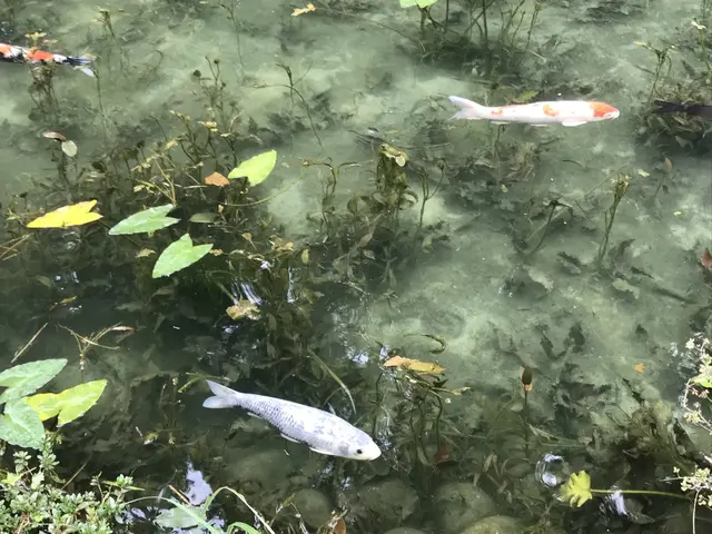 モネの池（名もなき池）