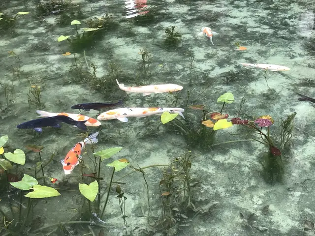 モネの池（名もなき池）