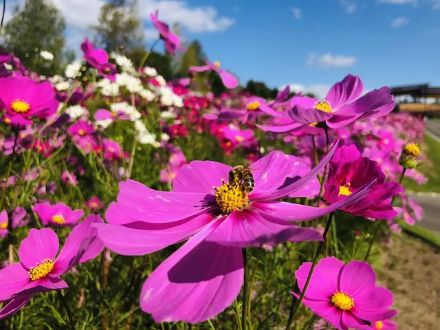 国営備北丘陵公園