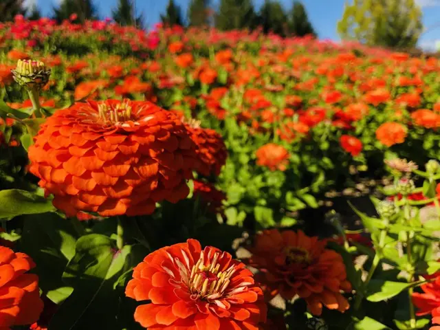 国営備北丘陵公園