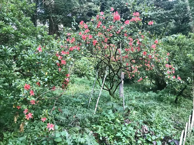 明治神宮