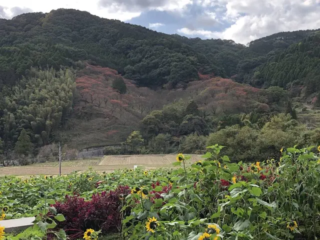 山田ひまわり園