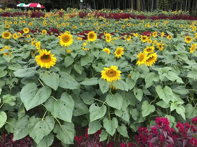 山田ひまわり園