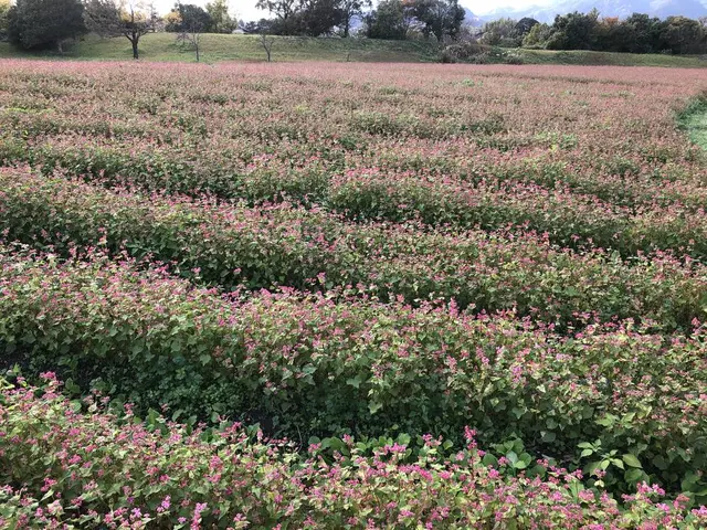 吉野ヶ里歴史公園