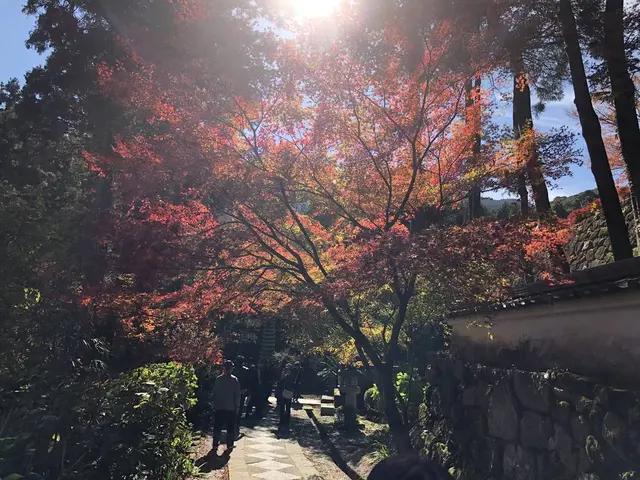 大悲王院の楓