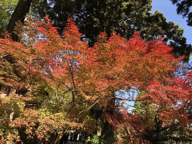 大悲王院の楓