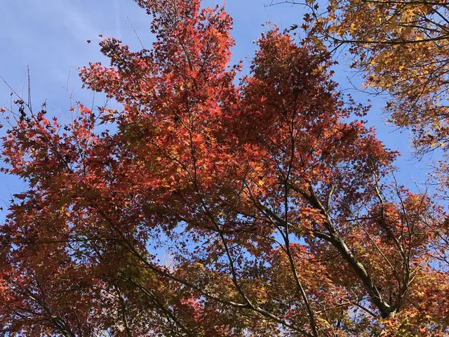 大悲王院の楓