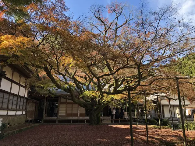 大悲王院の楓