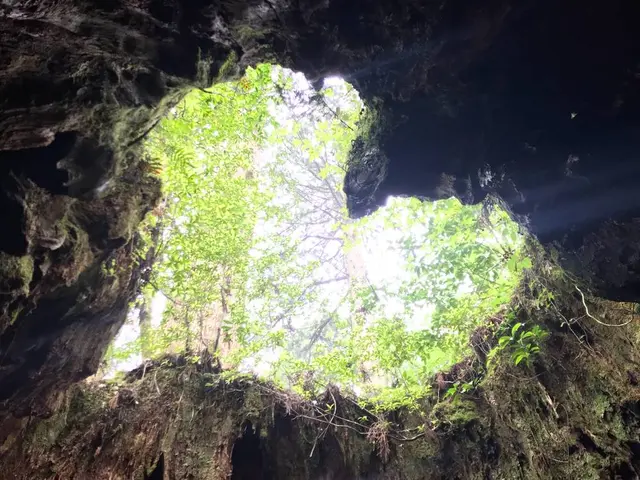 屋久杉