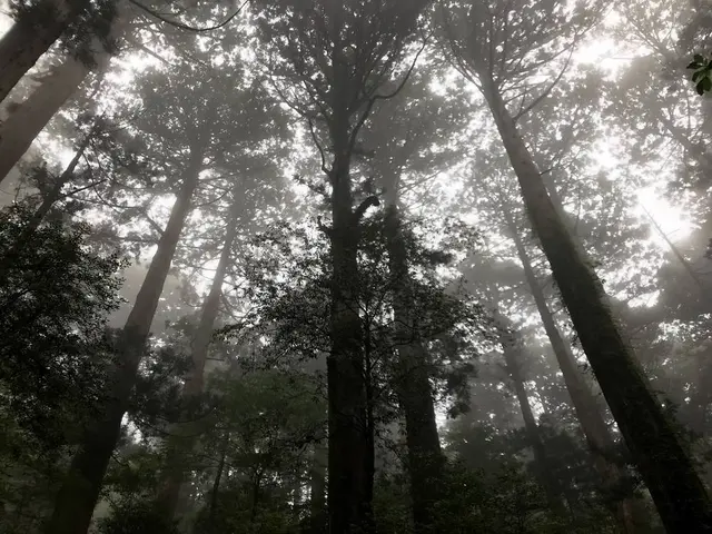 屋久杉