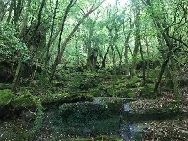 屋久杉