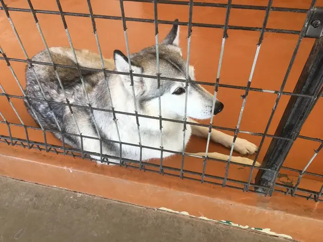 世界の名犬牧場